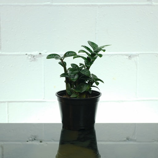 zenzi zz plant for sale Compact Zenzi ZZ Plant - 6" Pot