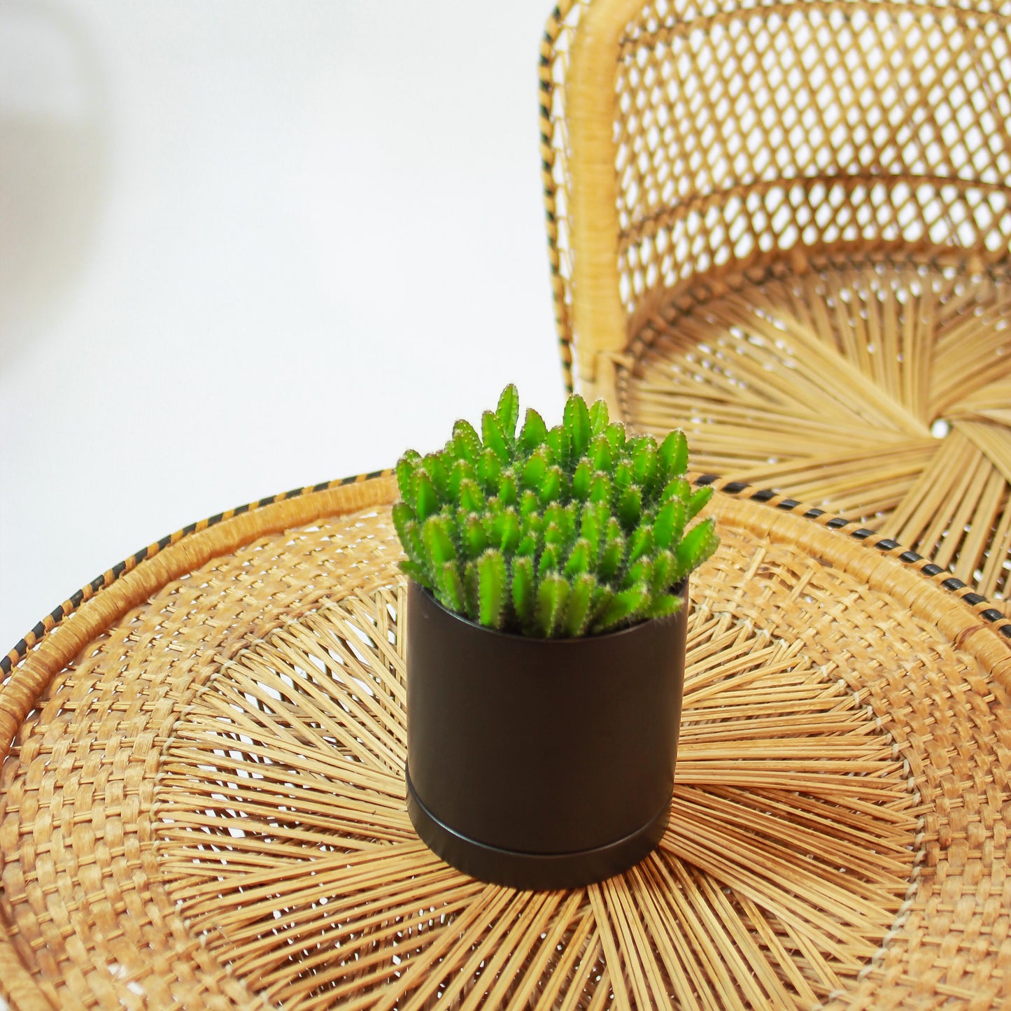 Dragon Fruit Cactus: Hylocereus undatus - 5 inch pot — in black planter — indoor plant for sale by Promise Supply for delivery and pickup in Toronto.