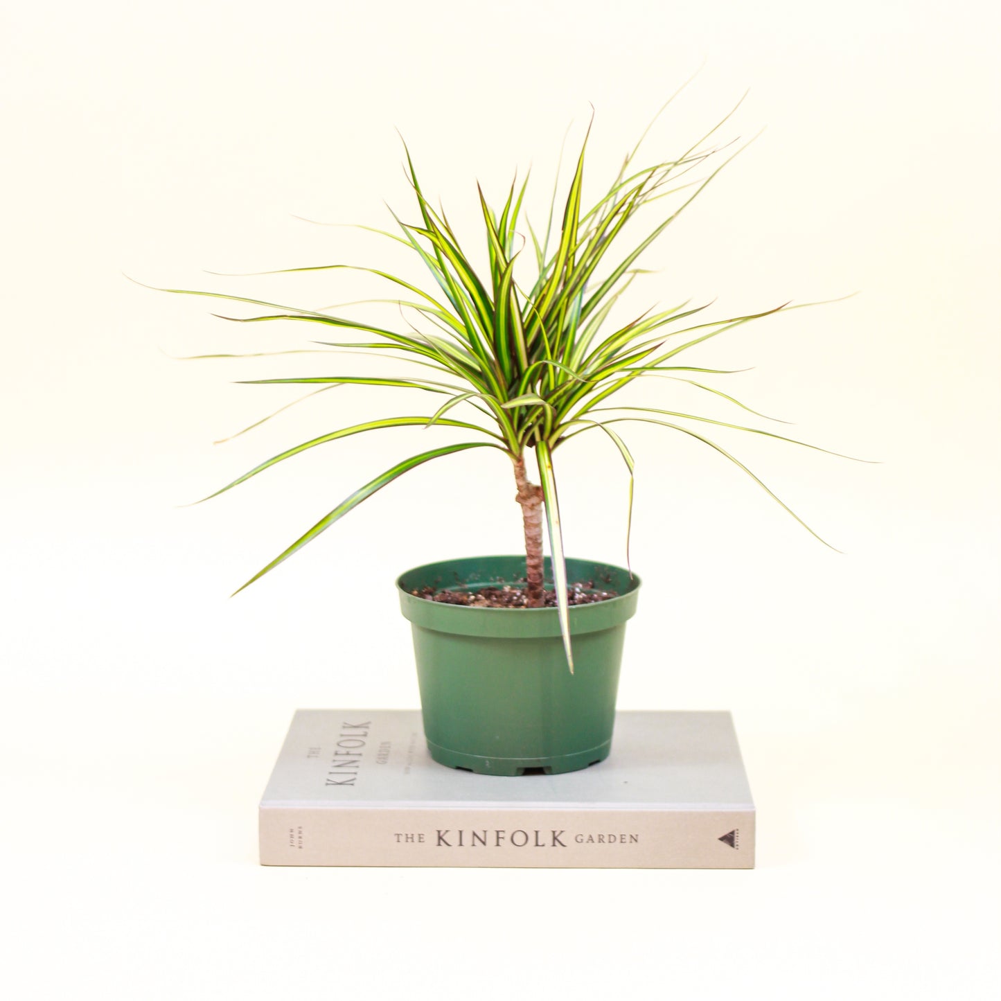 Aboera, Dracaena (Dracaena marginata) in a 6 inch pot. Indoor plant for sale by Promise Supply for delivery and pickup in Toronto