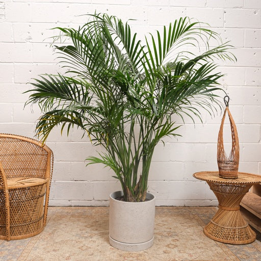 Cat Palm: Chamaedorea cataractarum - 12 inch pot - 5-6 foot tall — indoor plant — indoor plant for sale by Promise Supply for delivery and pickup in Toronto.