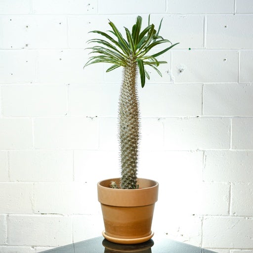 Madagascar Palm: Pachypodium lamerei - 10 inch pot - 3 foot tall — indoor plant — indoor plant for sale by Promise Supply for delivery and pickup in Toronto.