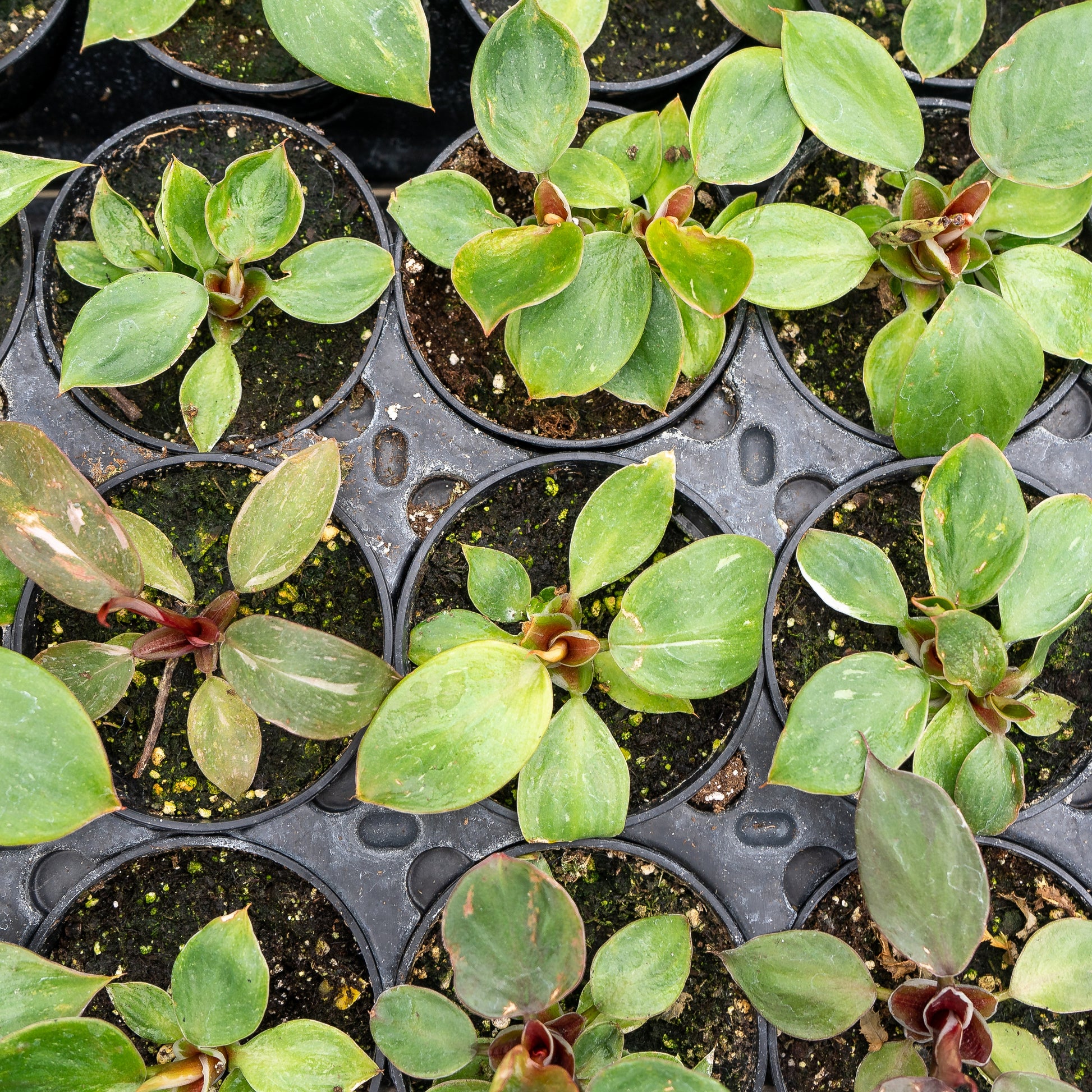 White Knight: Philodendron sp. - 4 inch pot — indoor plant — indoor plant for sale by Promise Supply for delivery and pickup in Toronto.