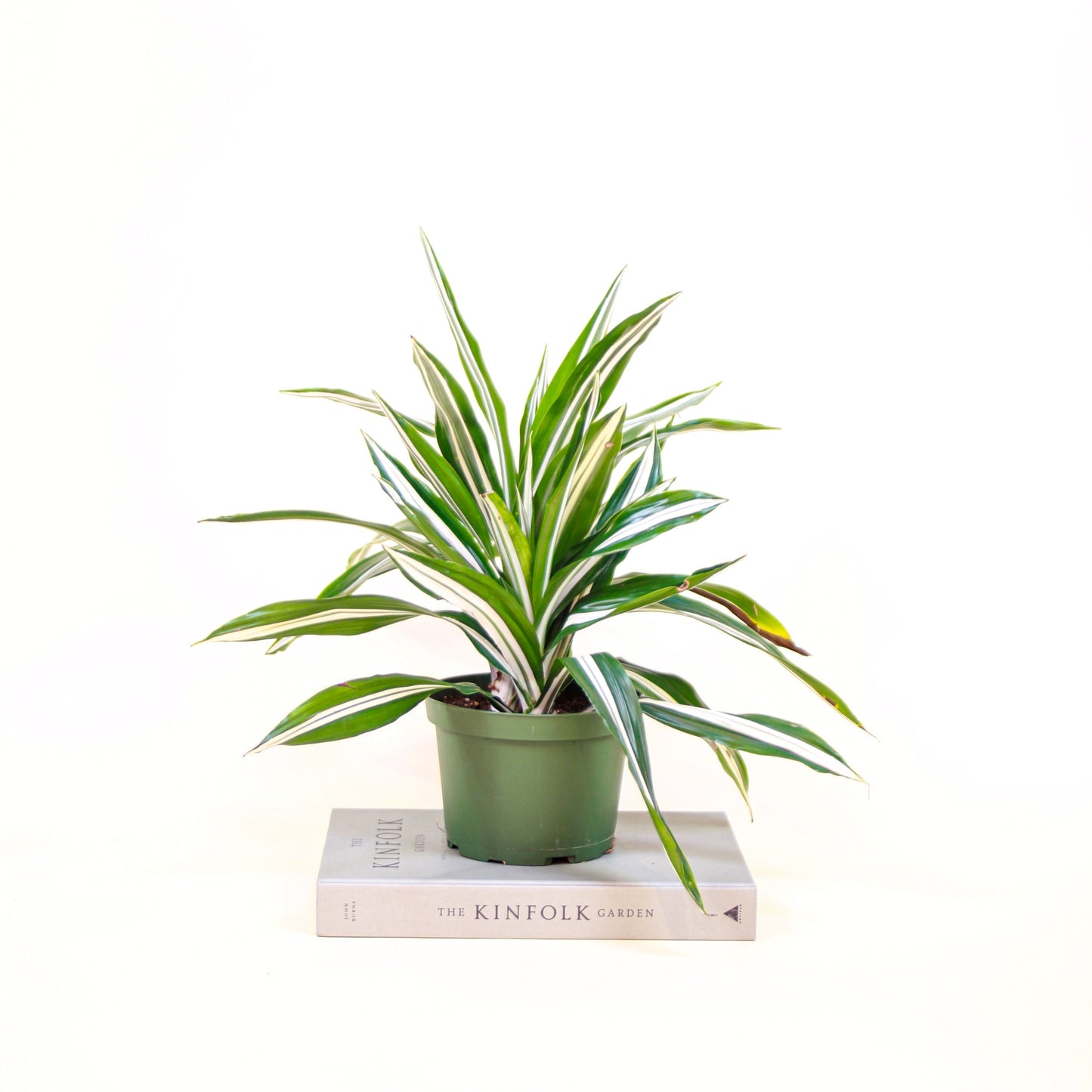 White Jewel Cane: Dracaena fragrans 'Warneckii' - 6 inch pot — indoor plant — indoor plant for sale by Promise Supply for delivery and pickup in Toronto.