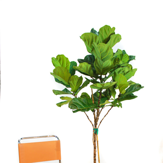 Fiddle Leaf Fig Woven Stem Tree: Ficus lyrata - 14 inch pot - 7 foot tall — indoor plant — indoor plant for sale by Promise Supply for delivery and pickup in Toronto.