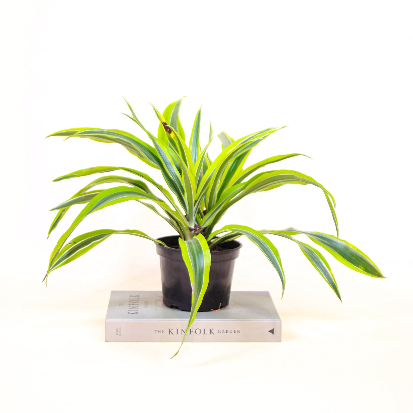 Lemon Lime Cane: Dracaena fragrans 'Warneckii Ulises' - 6 inch pot — indoor plant — indoor plant for sale by Promise Supply for delivery and pickup in Toronto.