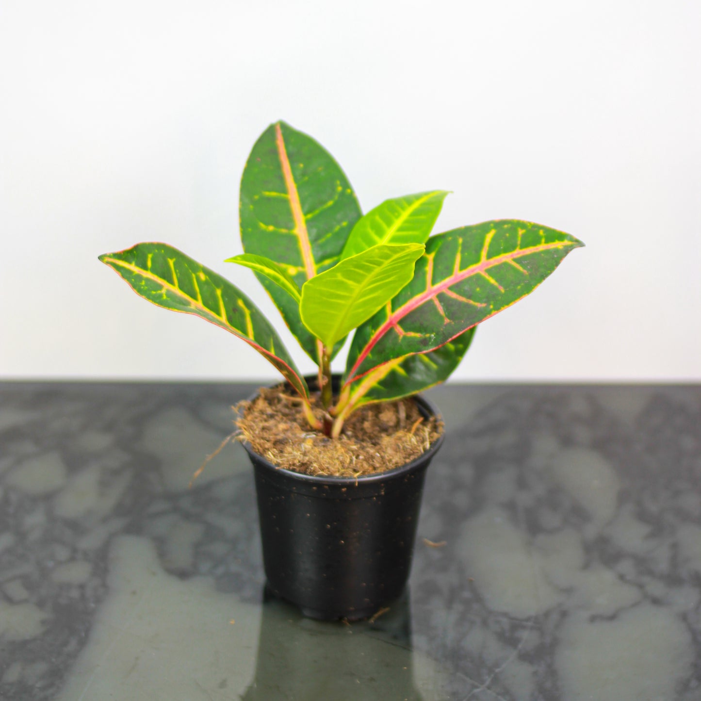 Croton Petra: Codiaeum variegatum - 4 inch pot — indoor plant — indoor plant for sale by Promise Supply for delivery and pickup in Toronto.