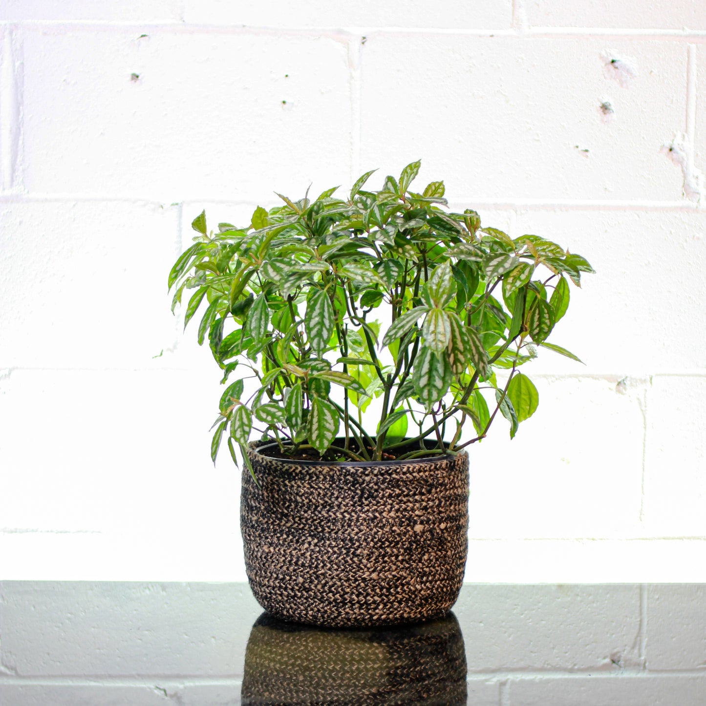 Aluminum Plant (Pilea cadierei) in a 8 inch pot. Indoor plant for sale by Promise Supply for delivery and pickup in Toronto