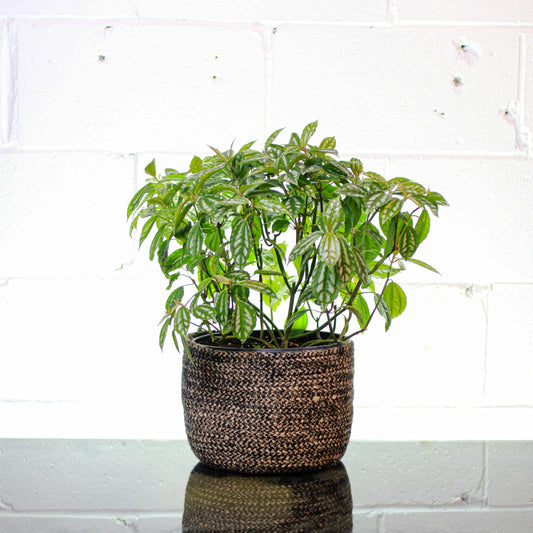 Aluminum Plant: Pilea cadierei - 8 inch pot — indoor plant — indoor plant for sale by Promise Supply for delivery and pickup in Toronto.