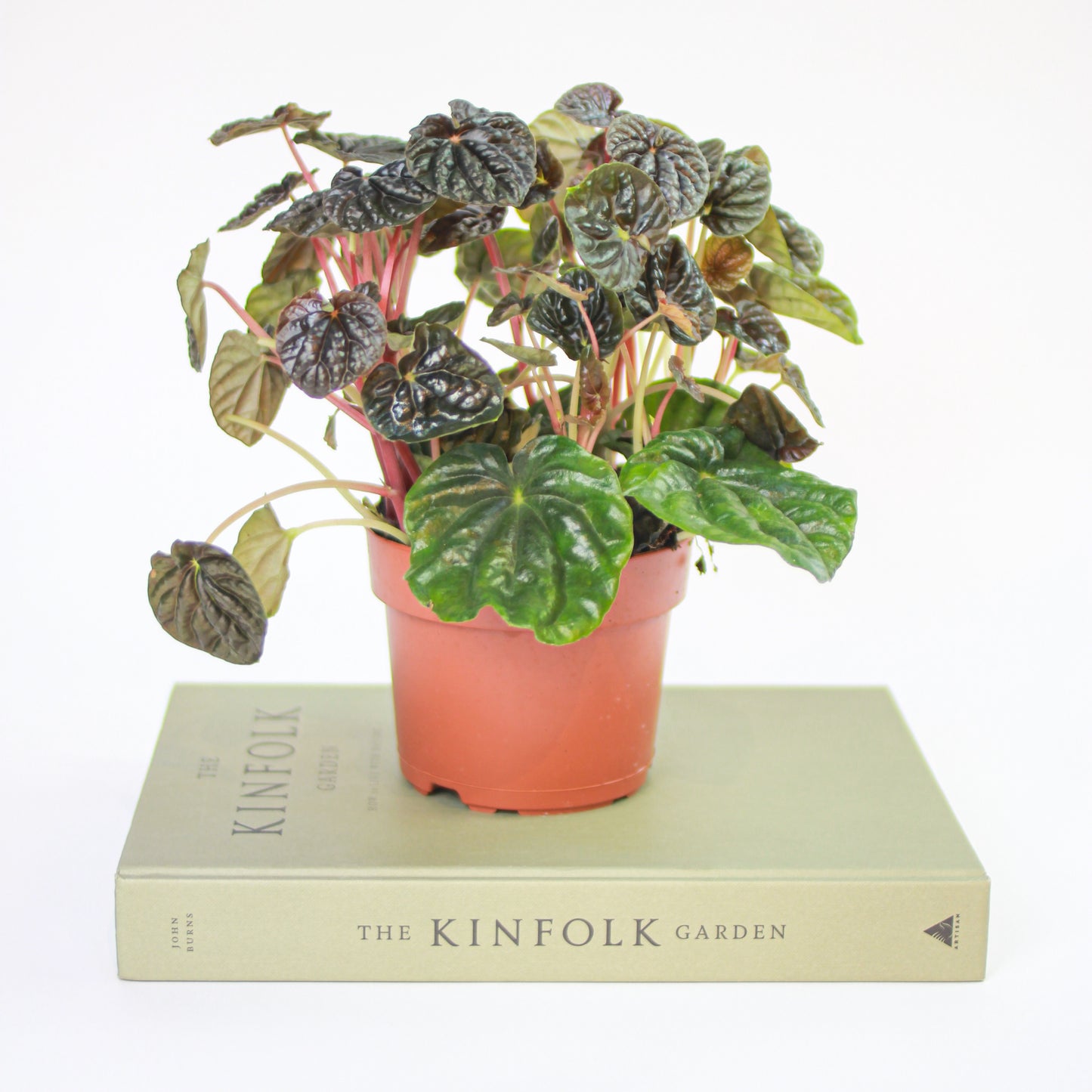 Dark Ripple Peperomia (Peperomia caperata) in a 5 inch pot. Indoor plant for sale by Promise Supply for delivery and pickup in Toronto