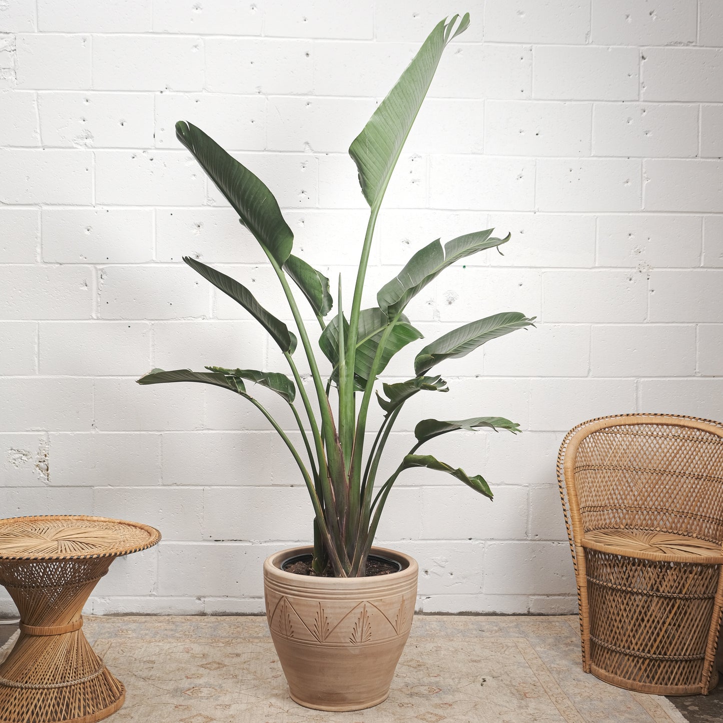 White Bird of Paradise: Strelitzia nicolai - 14 inch pot - 5-8 foot tall\ — indoor plant — indoor plant for sale by Promise Supply for delivery and pickup in Toronto.
