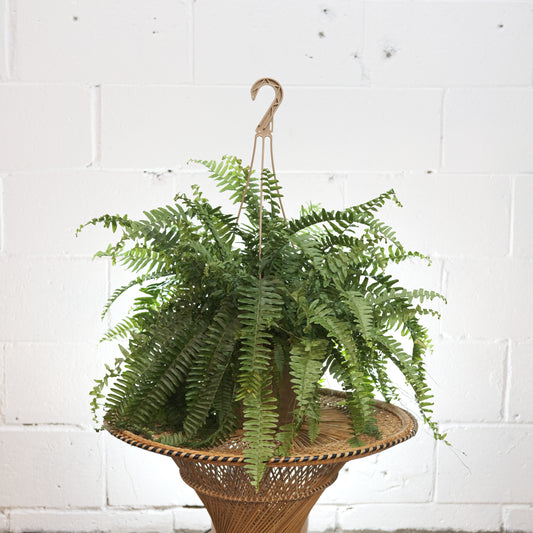 Boston Fern: Nephrolepis exaltata - 10 inch hanging basket — plant in pot — indoor plant for sale by Promise Supply for delivery and pickup in Toronto.