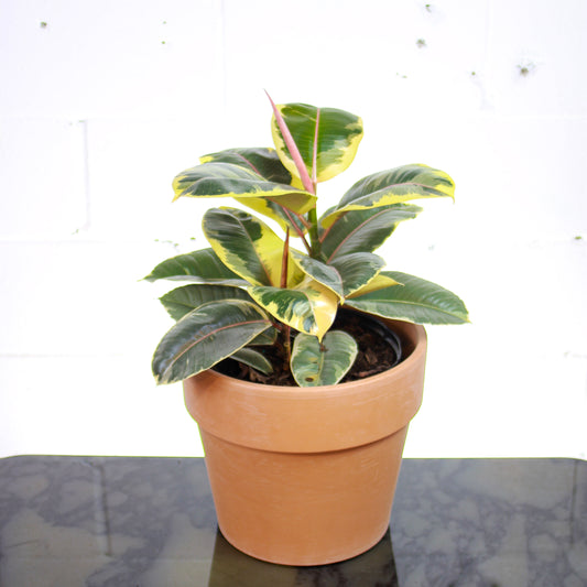 Tineke Rubber Tree, (Ficus elastica) in a 10 inch pot. Indoor plant for sale by Promise Supply for delivery and pickup in Toronto