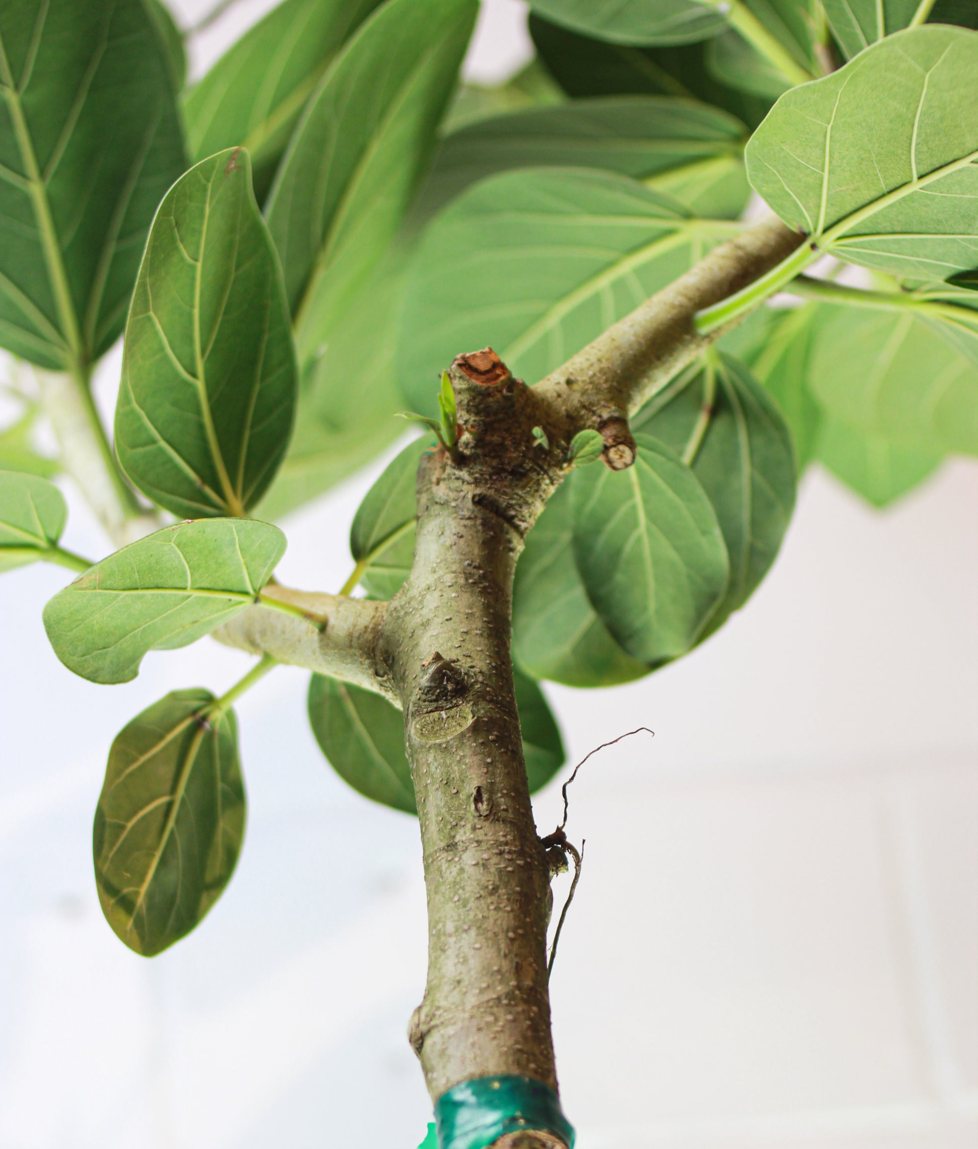 Ficus Audrey: Ficus benghalensis - 14 inch pot - 5-8 foot tall — indoor plant — indoor plant for sale by Promise Supply for delivery and pickup in Toronto.