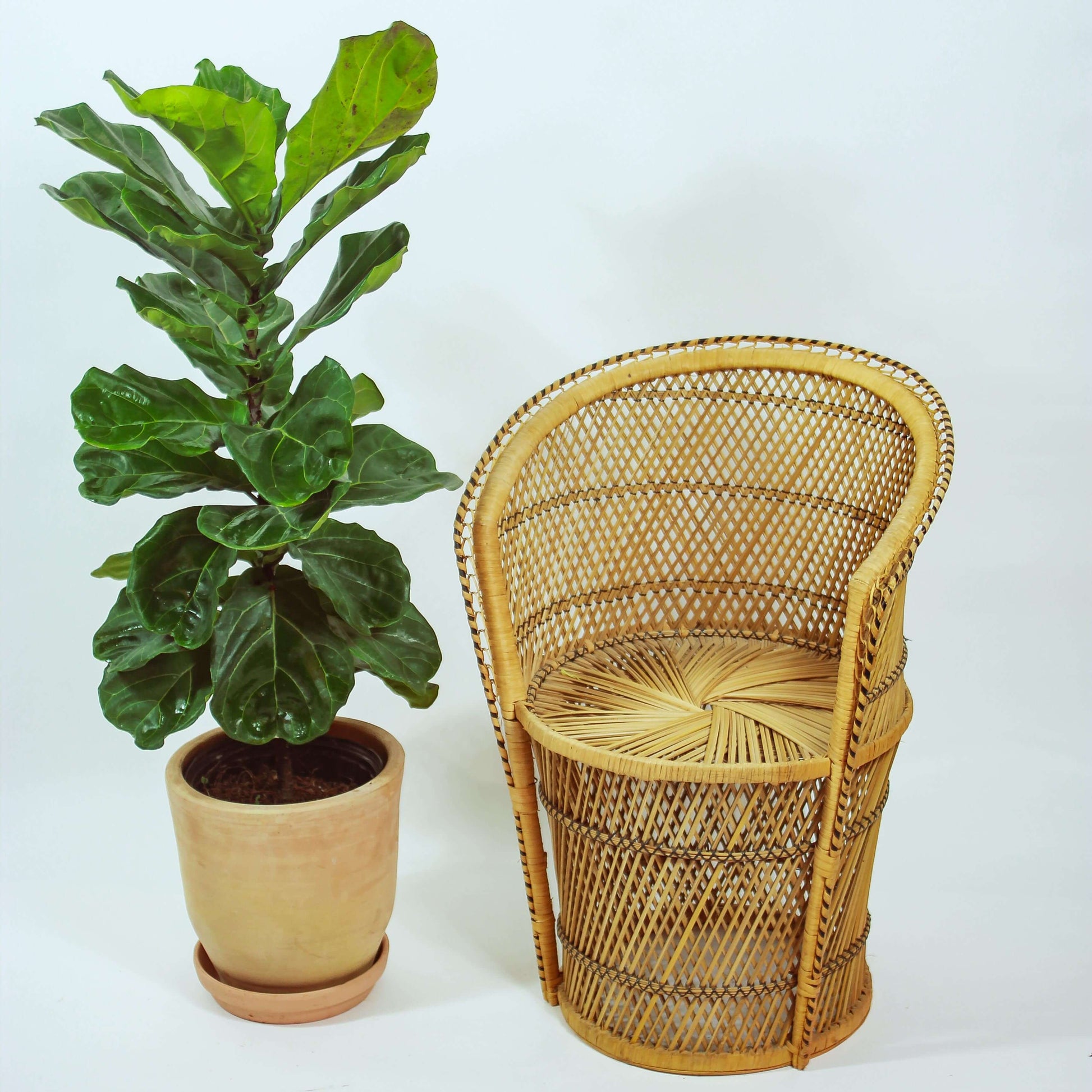 Fiddle Leaf Fig Column: Ficus lyrata - 12 inch pot - 5.5-6 foot tall — plant in pot — indoor plant for sale by Promise Supply for delivery and pickup in Toronto.