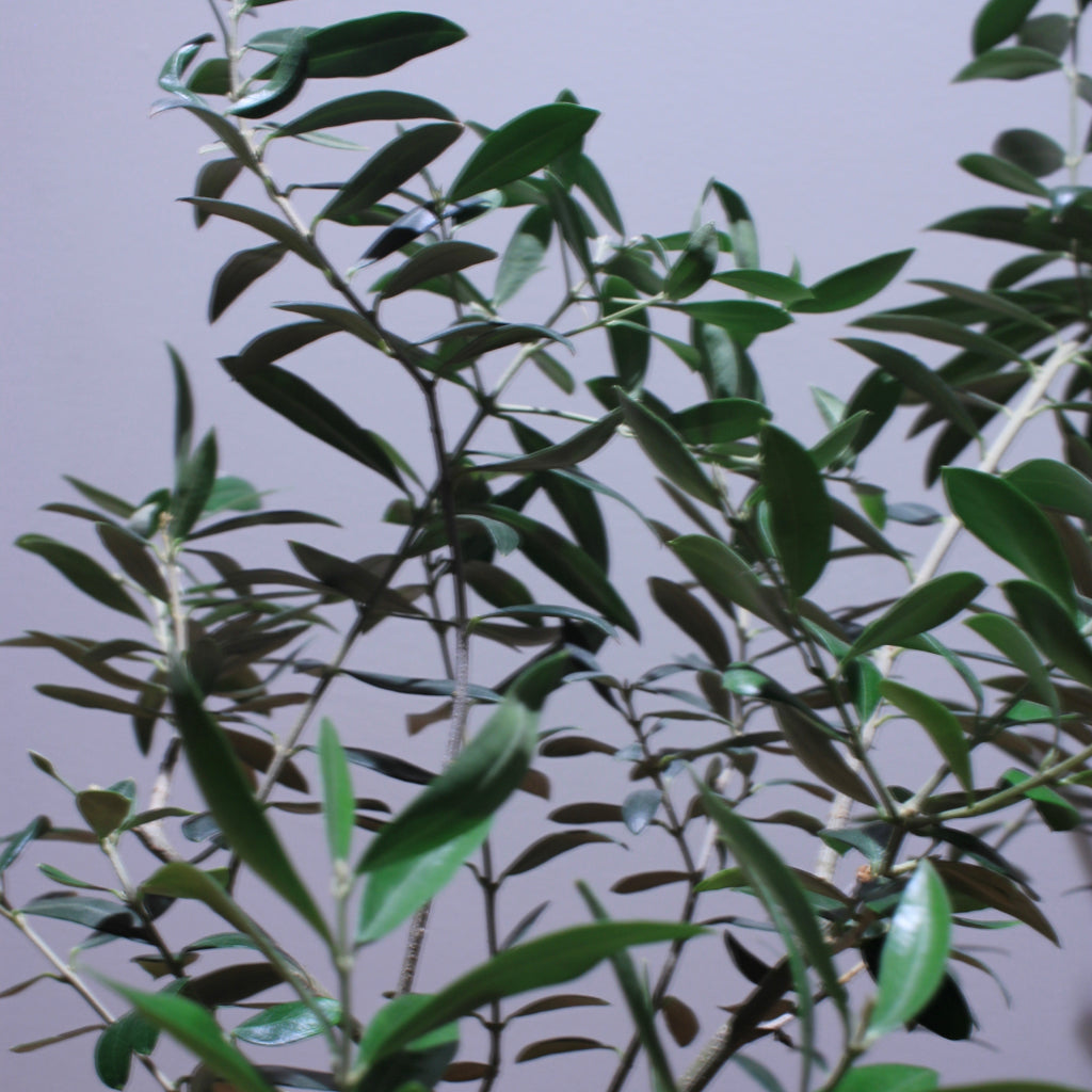 The HIGHLIGHT Plant Light Bulb - LED Grow Light - 200W Equivalent — Grow Light product on white background — for sale by Promise Supply for delivery and pickup in Toronto.