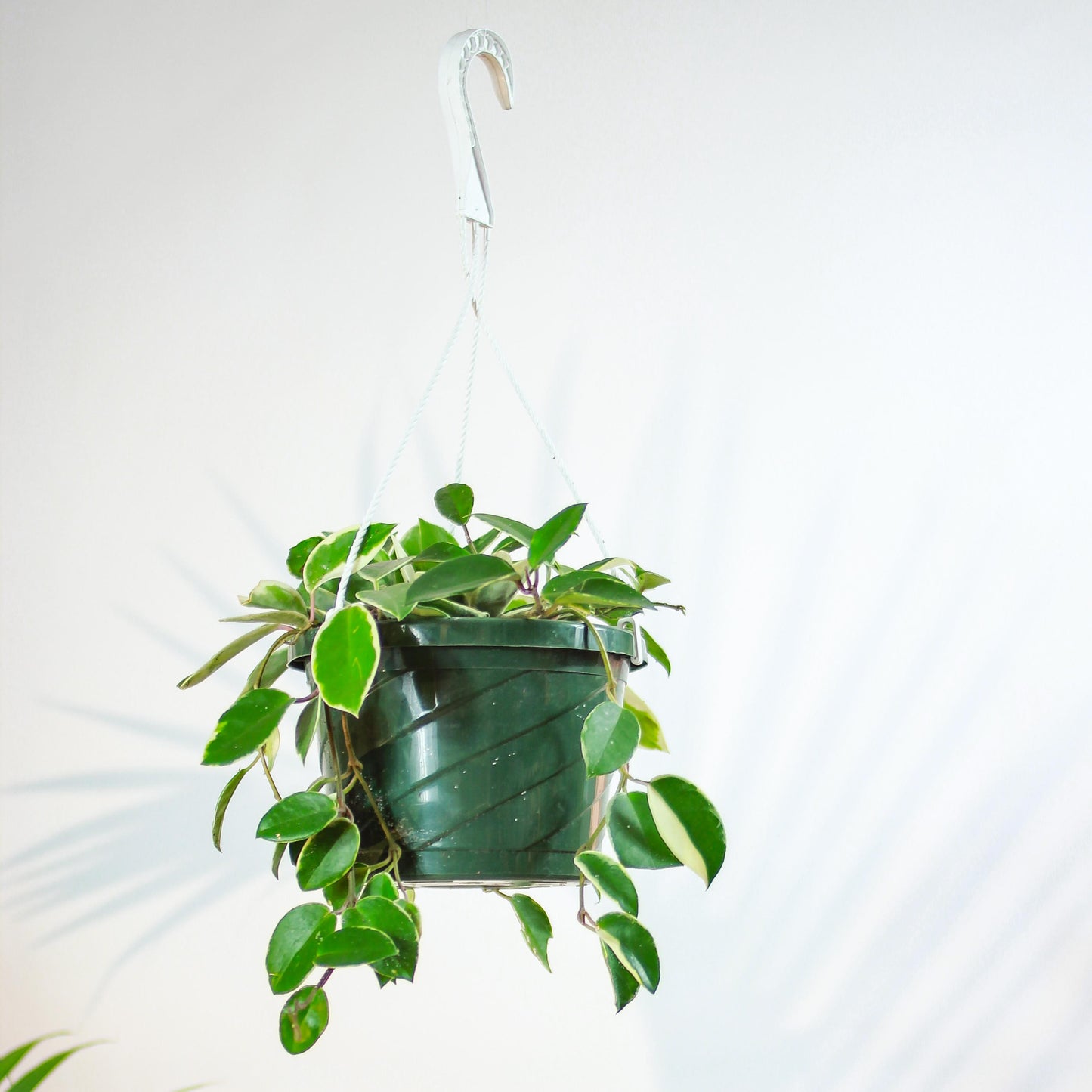 Variegated Wax Plant (Hoya carnosa 'Crimson Princess') in a 8 inch pot. Indoor plant for sale by Promise Supply for delivery and pickup in Toronto