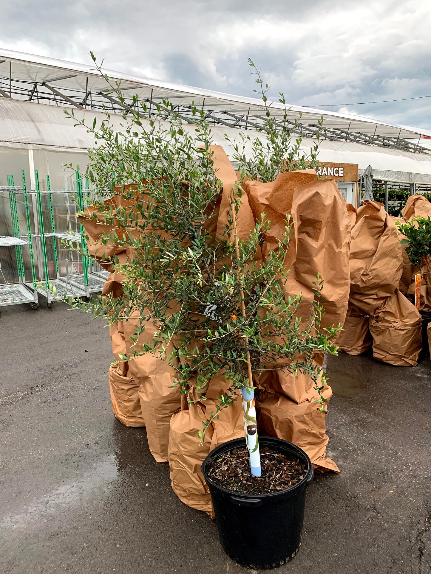 Olive Tree: Olea europaea 'Arbequina' - 18 inch pot - 6-8 foot tall — indoor plant — indoor plant for sale by Promise Supply for delivery and pickup in Toronto.