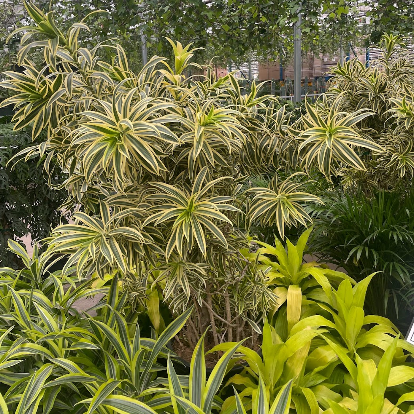 Song of India Cane: Dracaena reflexa - 14 inch pot - 5 foot tall — indoor plant — indoor plant for sale by Promise Supply for delivery and pickup in Toronto.