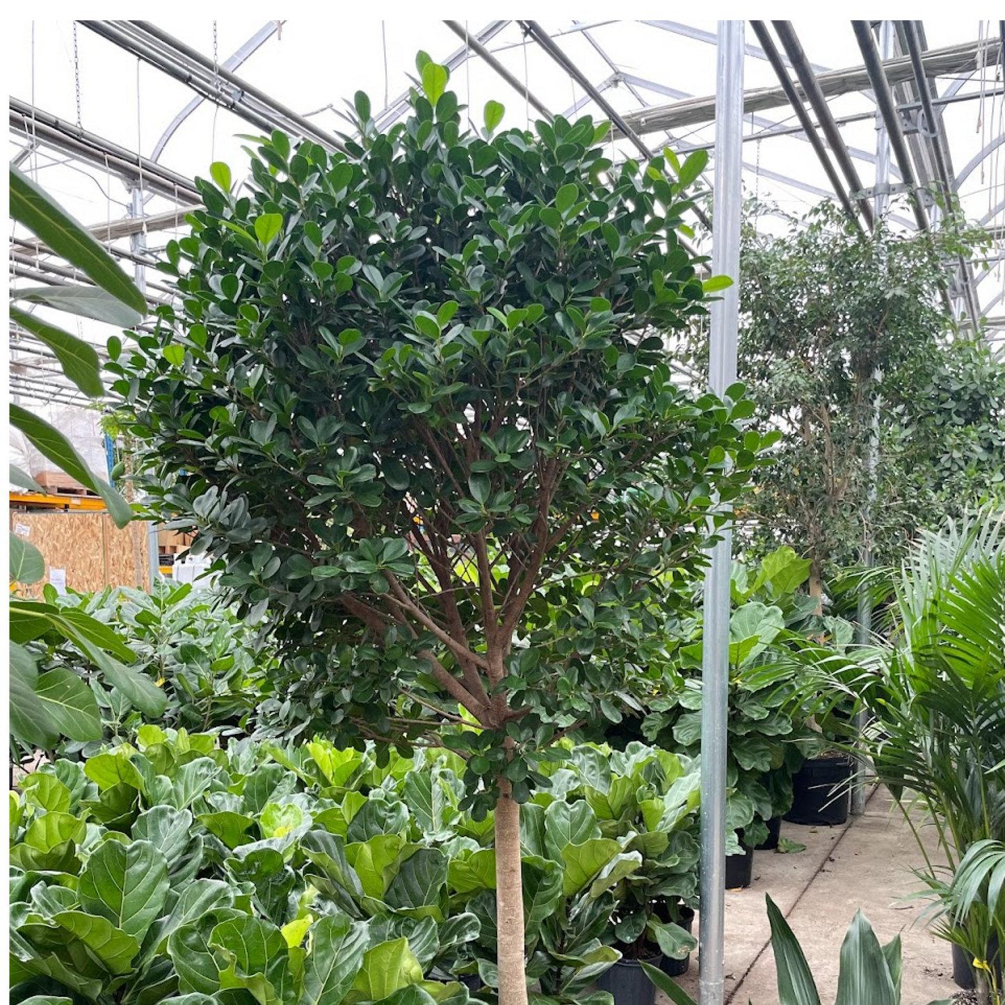 Moclame Ficus Tree (Ficus microcarpa) in a 17 inch pot. Indoor plant for sale by Promise Supply for delivery and pickup in Toronto