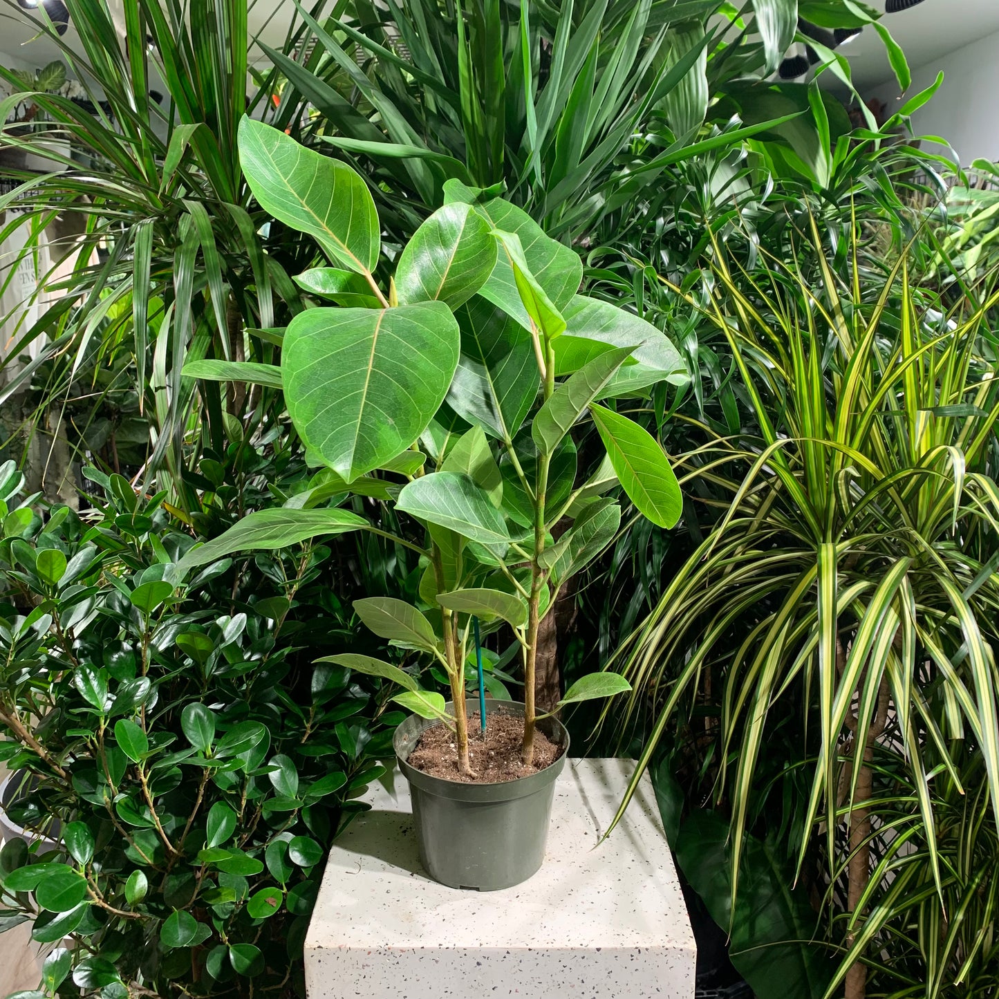 Yellow Gem Fig (Ficus altissima) in a 7 inch pot. Indoor plant for sale by Promise Supply for delivery and pickup in Toronto