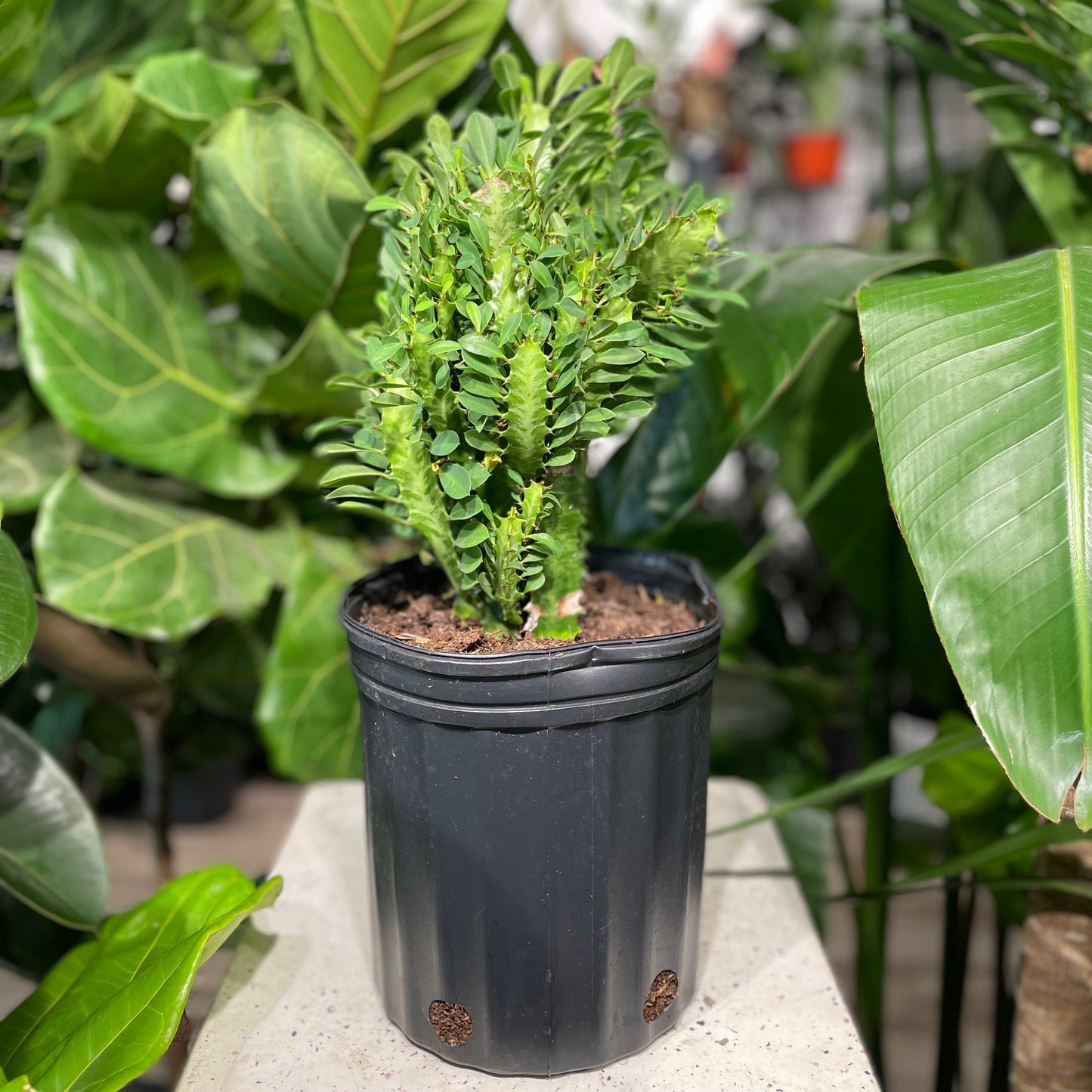 African Milk Tree Cactus: Euphorbia trigona - 10 inch pot - 2-3 foot tall — indoor plant — indoor plant for sale by Promise Supply for delivery and pickup in Toronto.