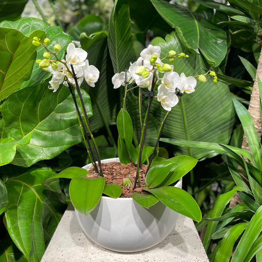 Maxiflora White Orchids: Phalaenopsis - 10 inch pot - 1 foot tall — indoor plant — indoor plant for sale by Promise Supply for delivery and pickup in Toronto.