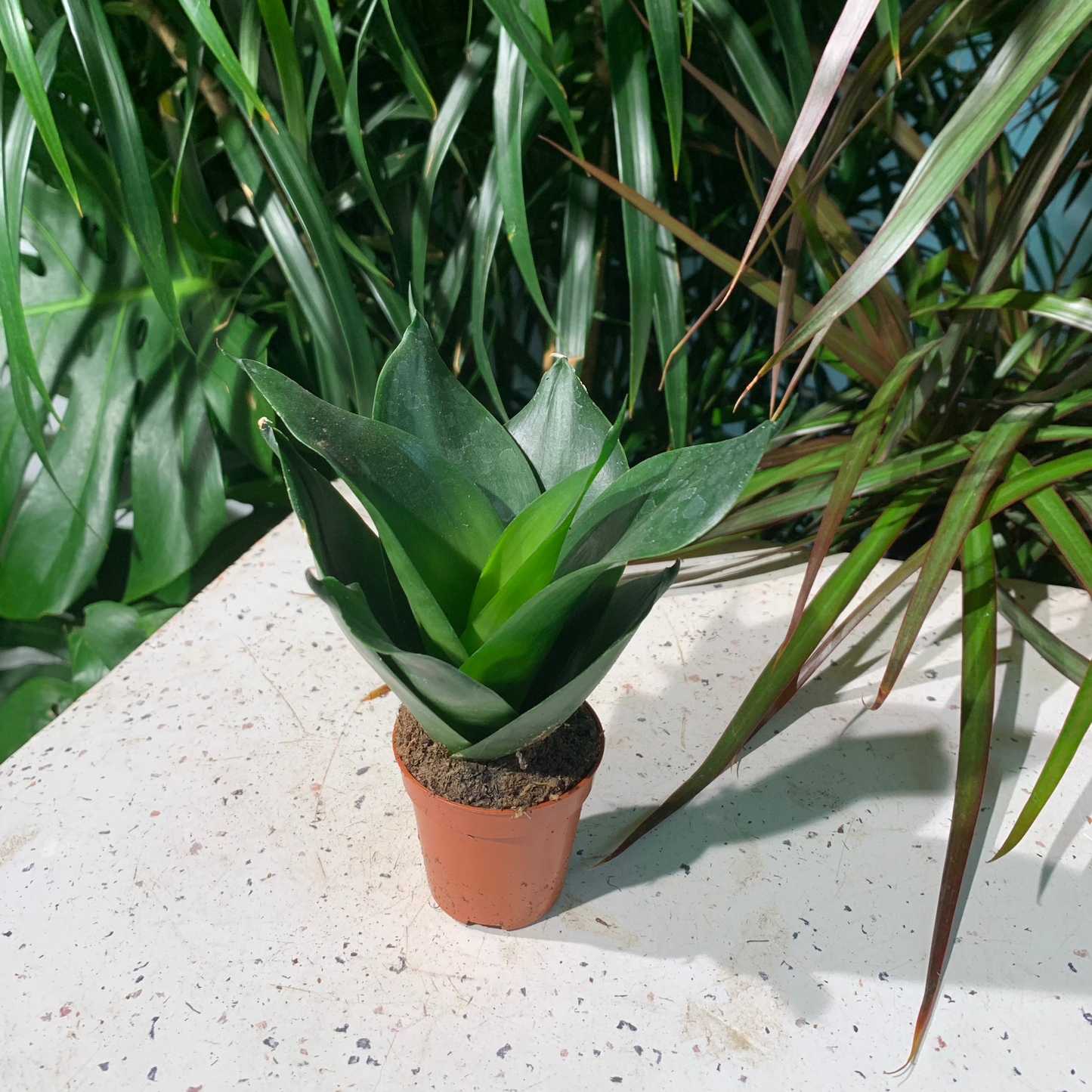 Black Dragon Birds Nest Snake Plant: Sansevieria hahnii - 2.5 inch pot — indoor plant — indoor plant for sale by Promise Supply for delivery and pickup in Toronto.