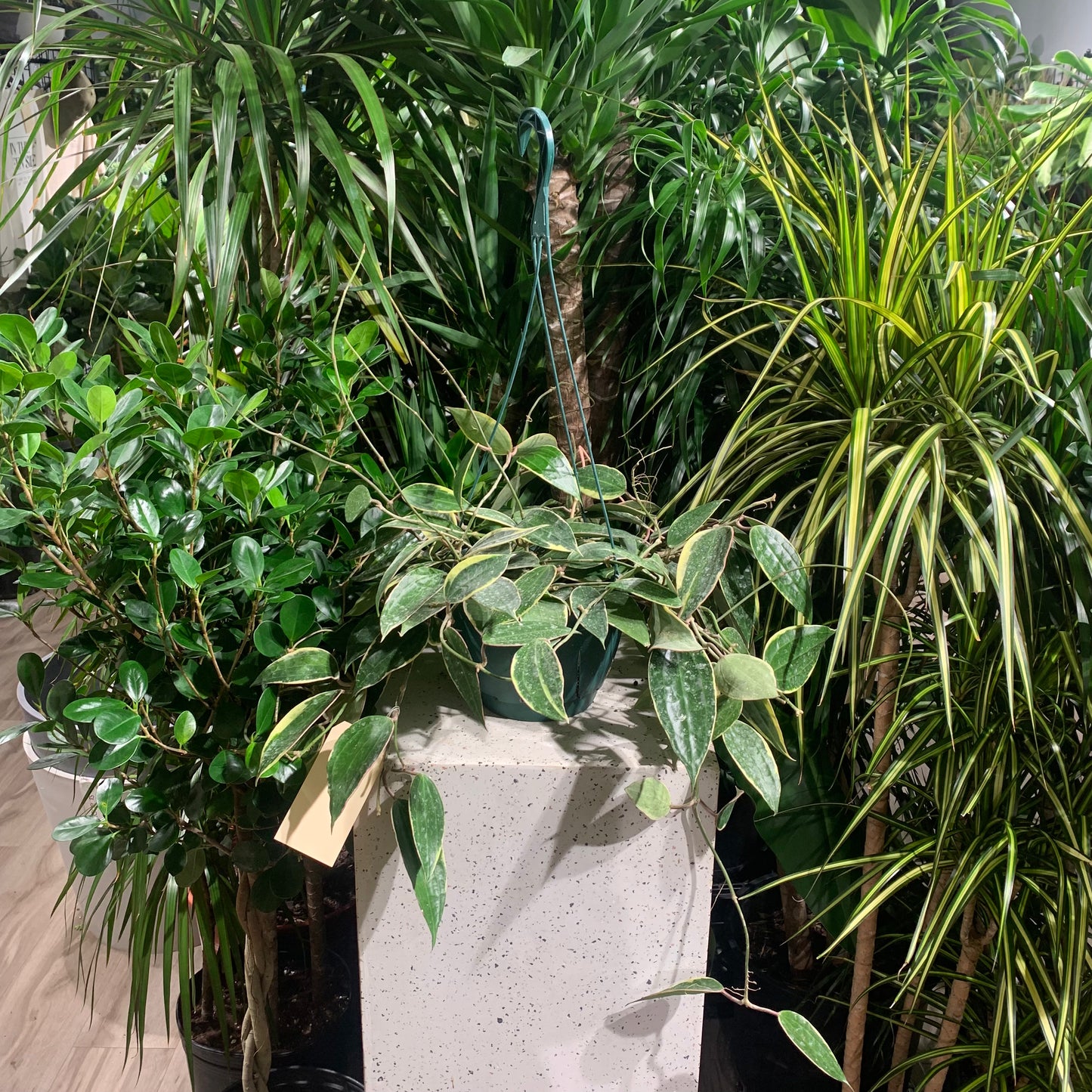 Waxflower (Hoya pubicalyx) in a 8 inch pot. Indoor plant for sale by Promise Supply for delivery and pickup in Toronto