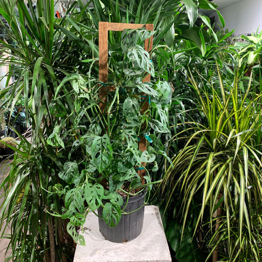 Swiss Cheese Vine Trellis: Monstera adansonii - 10 inch pot - 3 foot tall — indoor plant — indoor plant for sale by Promise Supply for delivery and pickup in Toronto.