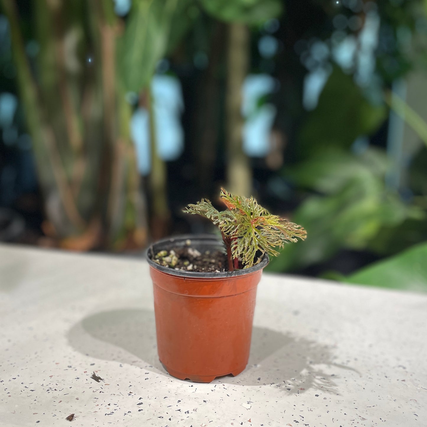 Fern Begonia (Begonia) in a 4 inch pot. Indoor plant for sale by Promise Supply for delivery and pickup in Toronto