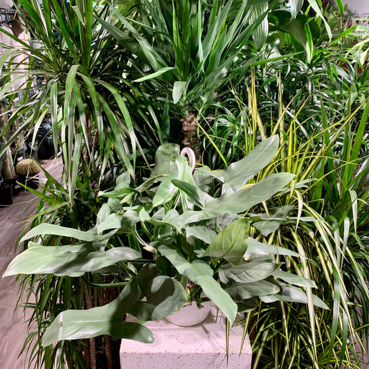 Silver Sword: Philodendron hastatum - 8 inch hanging basket — indoor plant — indoor plant for sale by Promise Supply for delivery and pickup in Toronto.