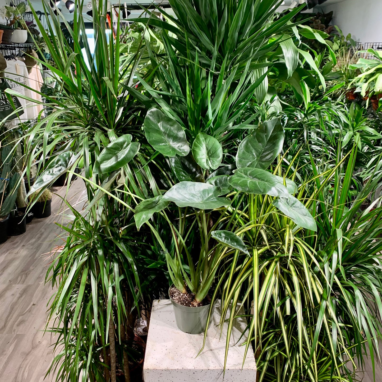 Hardy Elephant Ear: Alocasia wentii - 7 inch pot — indoor plant — indoor plant for sale by Promise Supply for delivery and pickup in Toronto.