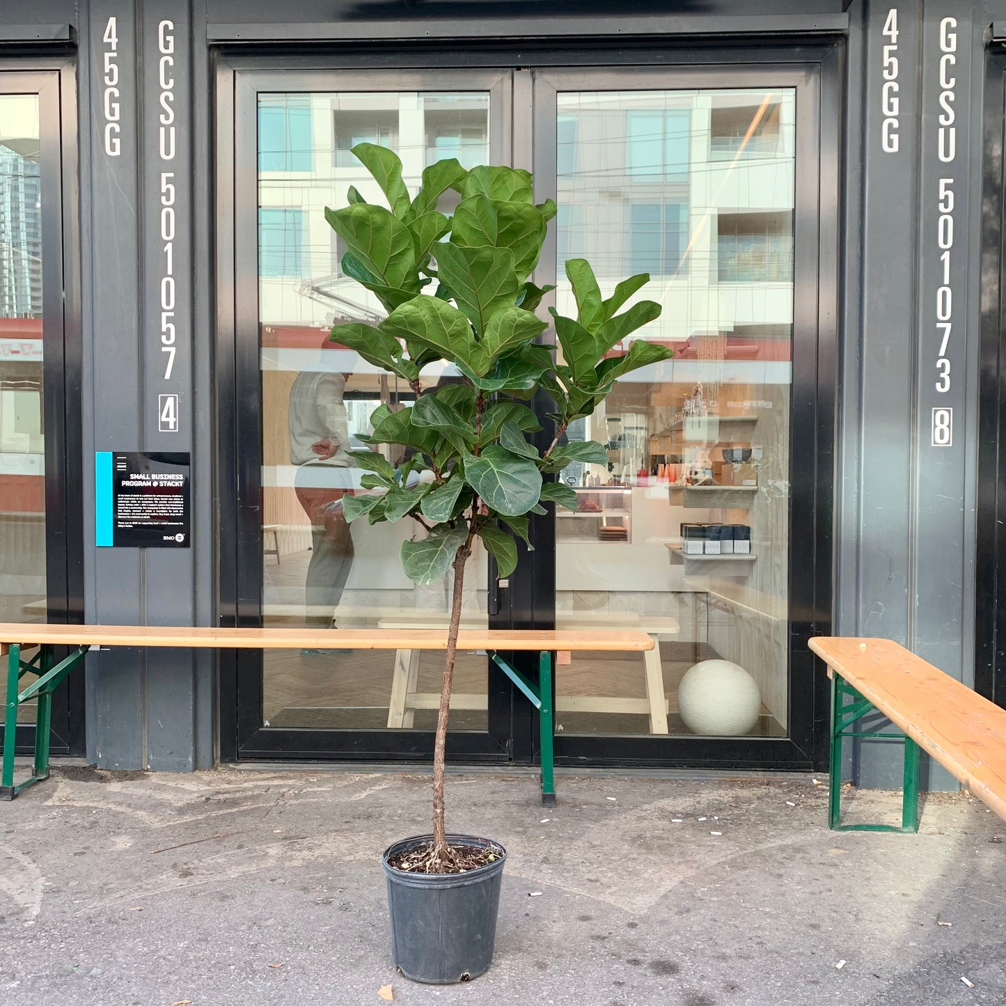 Fiddle Leaf Fig Tree (Ficus lyrata) in a 10 inch pot. Indoor plant for sale by Promise Supply for delivery and pickup in Toronto