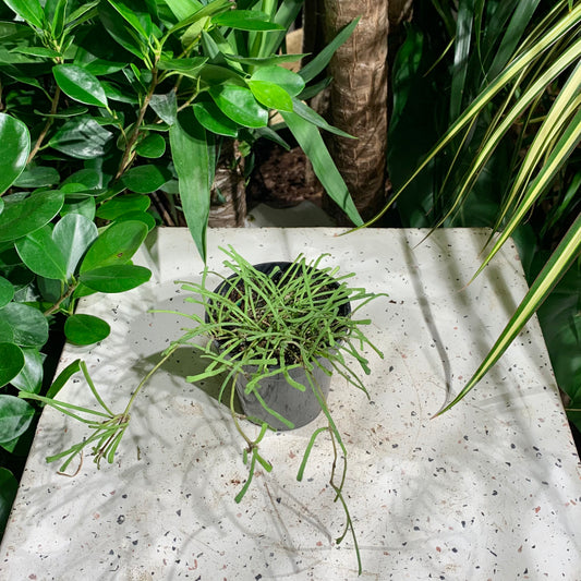 Grass Leaf Wax Plant: Hoya retusa - 4 inch pot — indoor plant — indoor plant for sale by Promise Supply for delivery and pickup in Toronto.