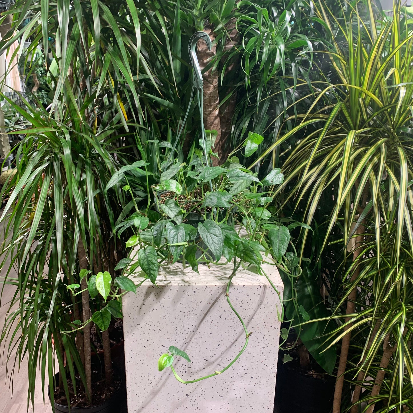 Silver Queen: Monstera siltepecana - 8 inch hanging basket — indoor plant — indoor plant for sale by Promise Supply for delivery and pickup in Toronto.