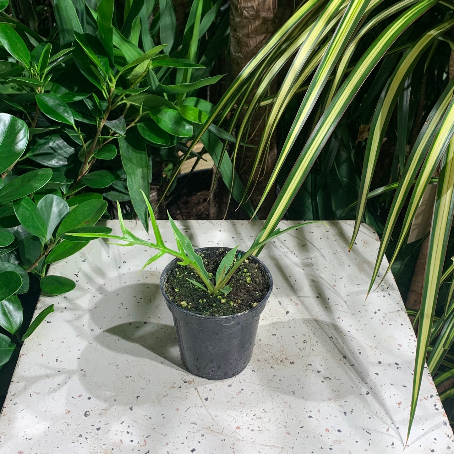 Tortum: Philodendron bipinattifidum - 4 inch pot — indoor plant — indoor plant for sale by Promise Supply for delivery and pickup in Toronto.