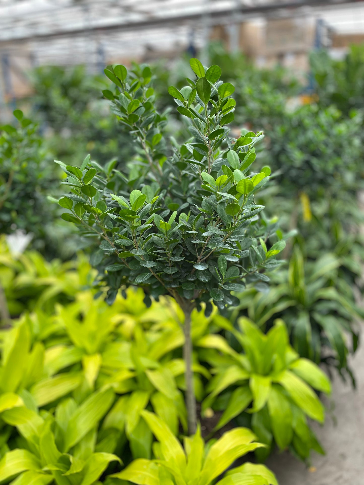 Ficus Moclame Tree: Ficus microcarpa 'Daniella' - 14 inch pot - 5 foot tall — indoor plant — indoor plant for sale by Promise Supply for delivery and pickup in Toronto.