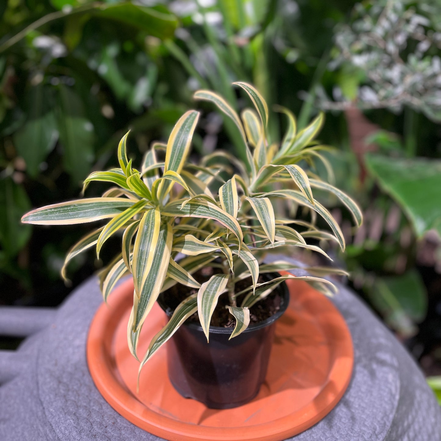 Song of India Cane: Dracaena reflexa - 6 inch pot — indoor plant — indoor plant for sale by Promise Supply for delivery and pickup in Toronto.