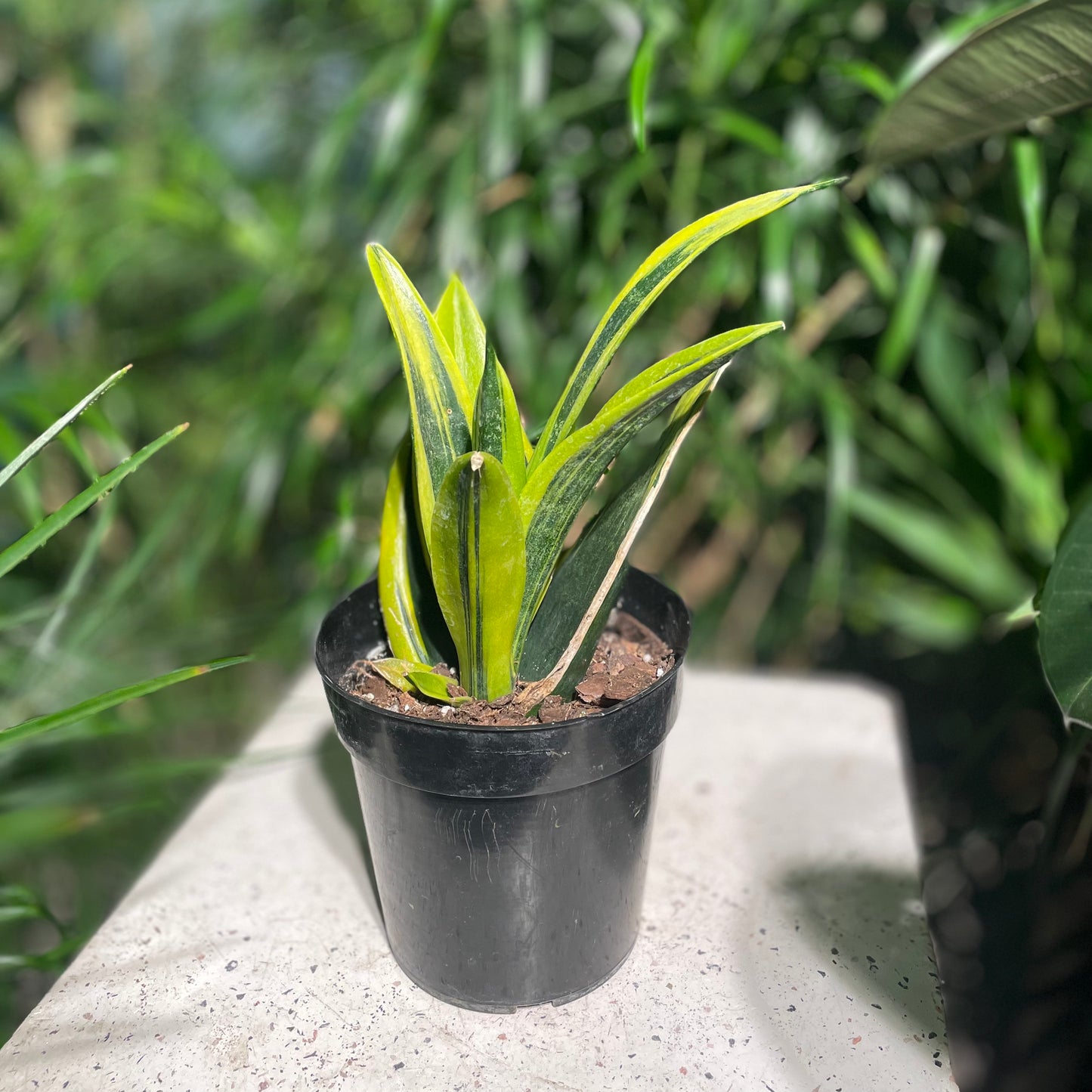Golden Flame Snake Plant: Sansevieria trifasciata - 6 inch pot — indoor plant — indoor plant for sale by Promise Supply for delivery and pickup in Toronto.
