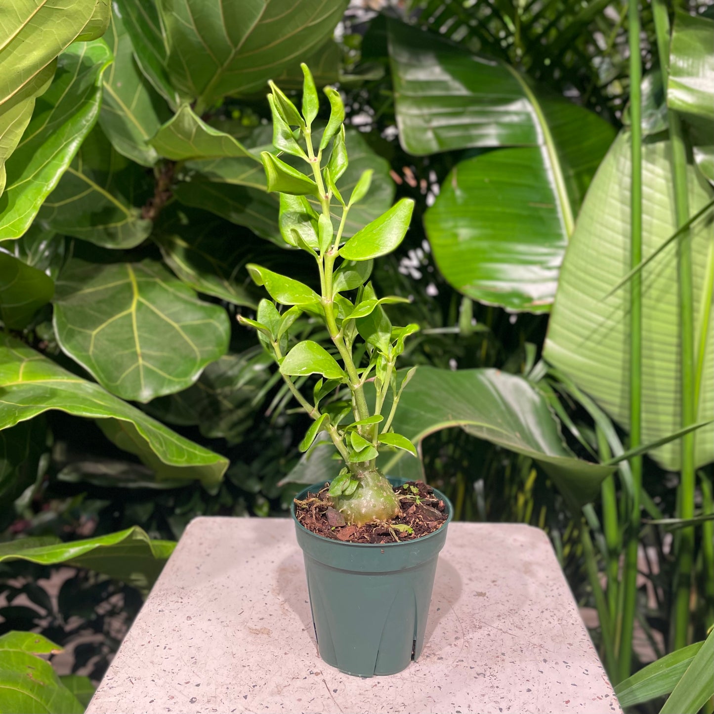 Ant Plant (Myrmecodia) in a 5 inch pot. Indoor plant for sale by Promise Supply for delivery and pickup in Toronto