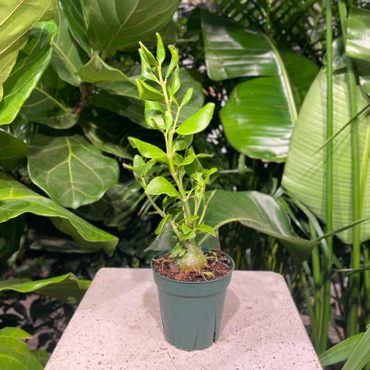 Ant Plant: Myrmecodia - 5 inch pot — indoor plant — indoor plant for sale by Promise Supply for delivery and pickup in Toronto.