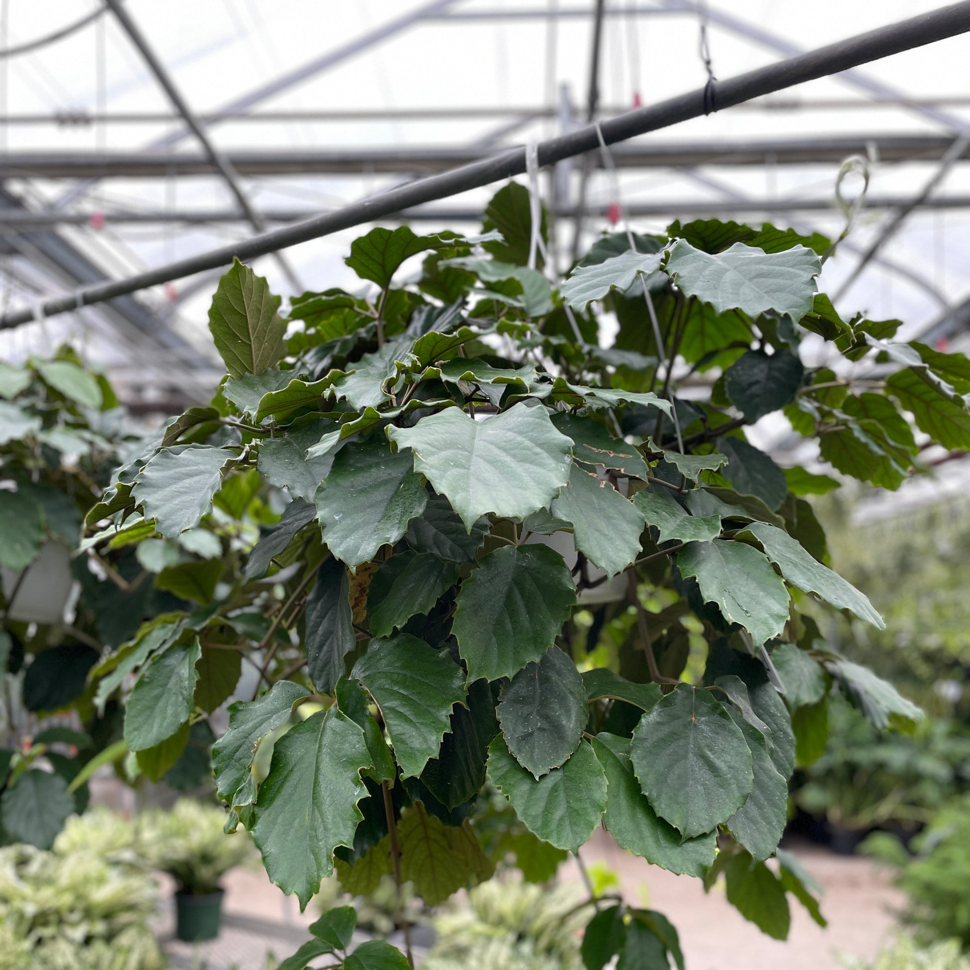 Chesnut Vine: Tetrastigma voinieranum - 8 inch hanging basket — indoor plant — indoor plant for sale by Promise Supply for delivery and pickup in Toronto.