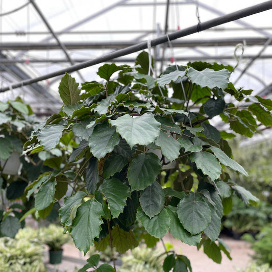 Chesnut Vine: Tetrastigma voinieranum - 8 inch hanging basket — indoor plant — indoor plant for sale by Promise Supply for delivery and pickup in Toronto.