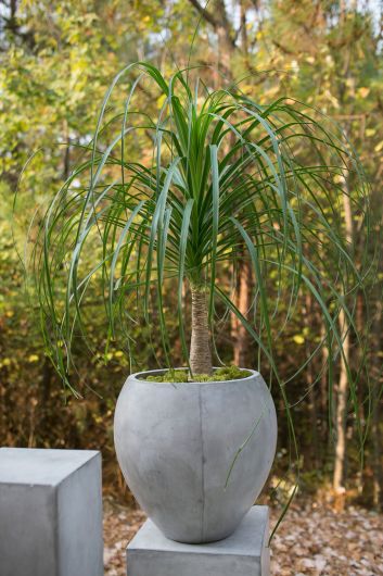 Newport Oversized Concrete Pot | 12 inch Nursery Pot