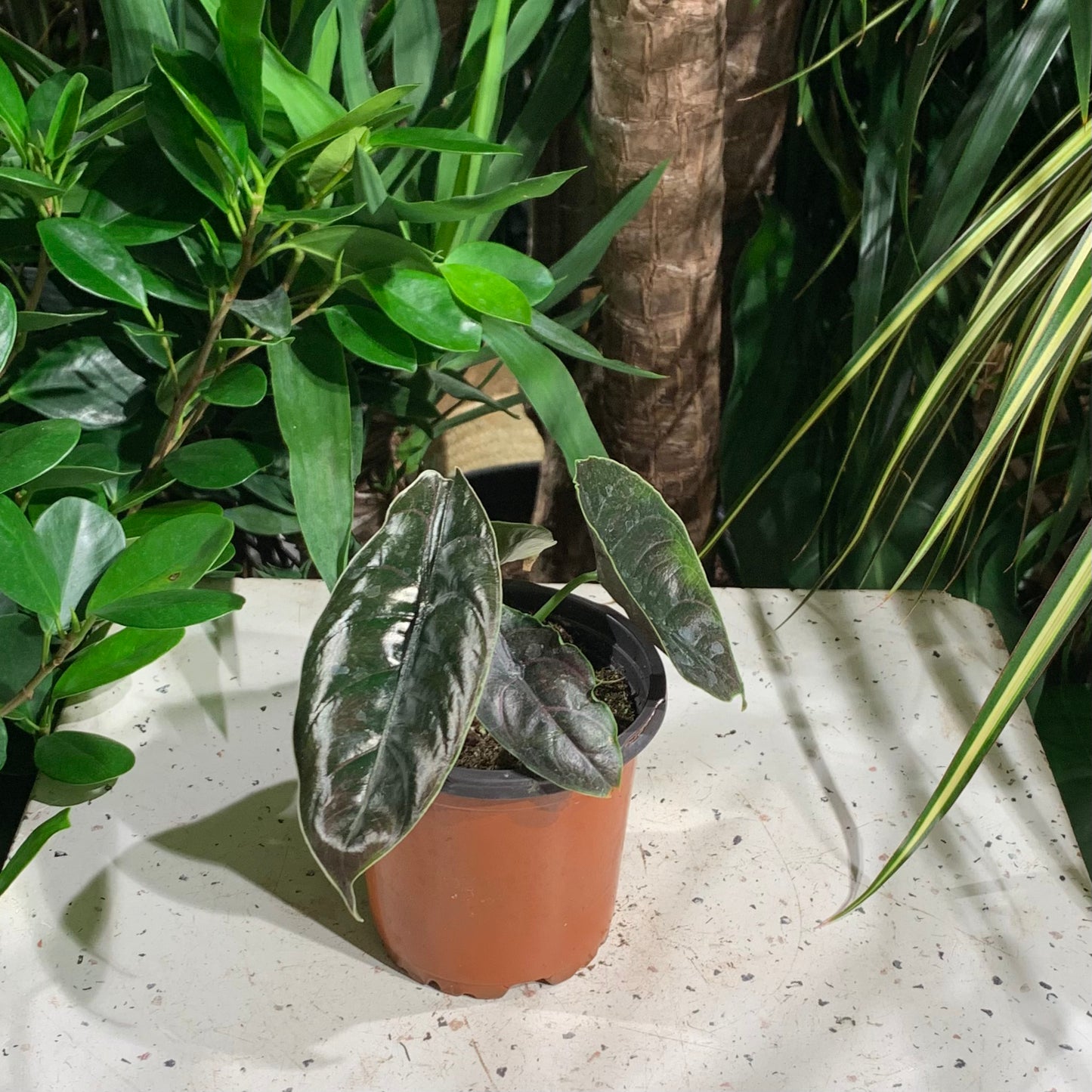 Jewel Alocasia, Red Mambo (Alocasia azlanii) in a 4 inch pot. Indoor plant for sale by Promise Supply for delivery and pickup in Toronto