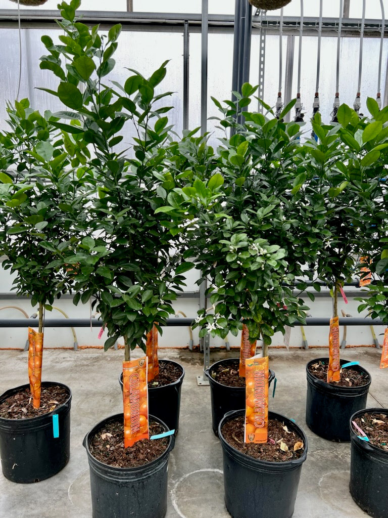 Calamansi/Calamondin Tree: Citrofortunella microcarpa - 16 inch pot