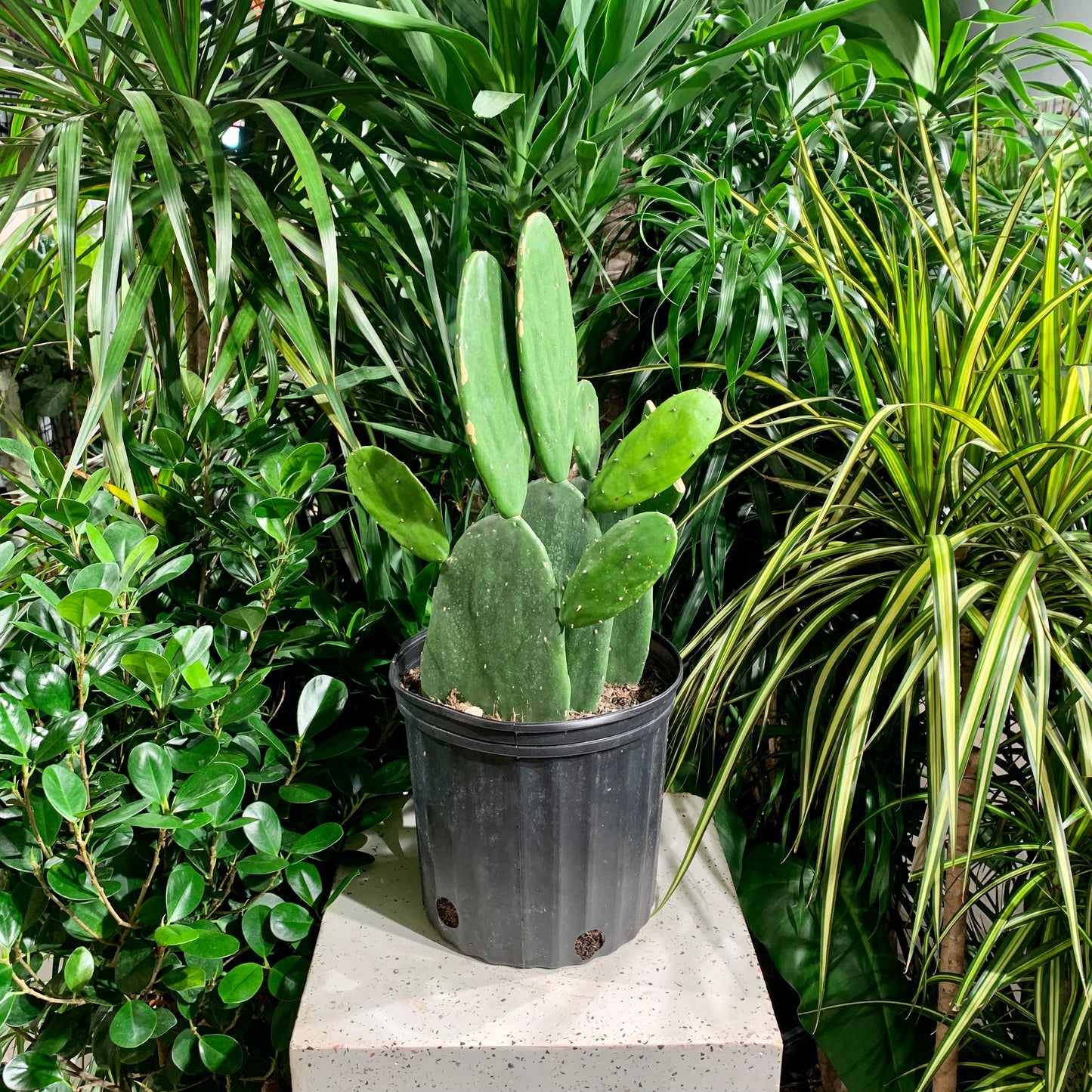 Prickly Pear (Opuntia subulata) in a 10 inch pot. Indoor plant for sale by Promise Supply for delivery and pickup in Toronto