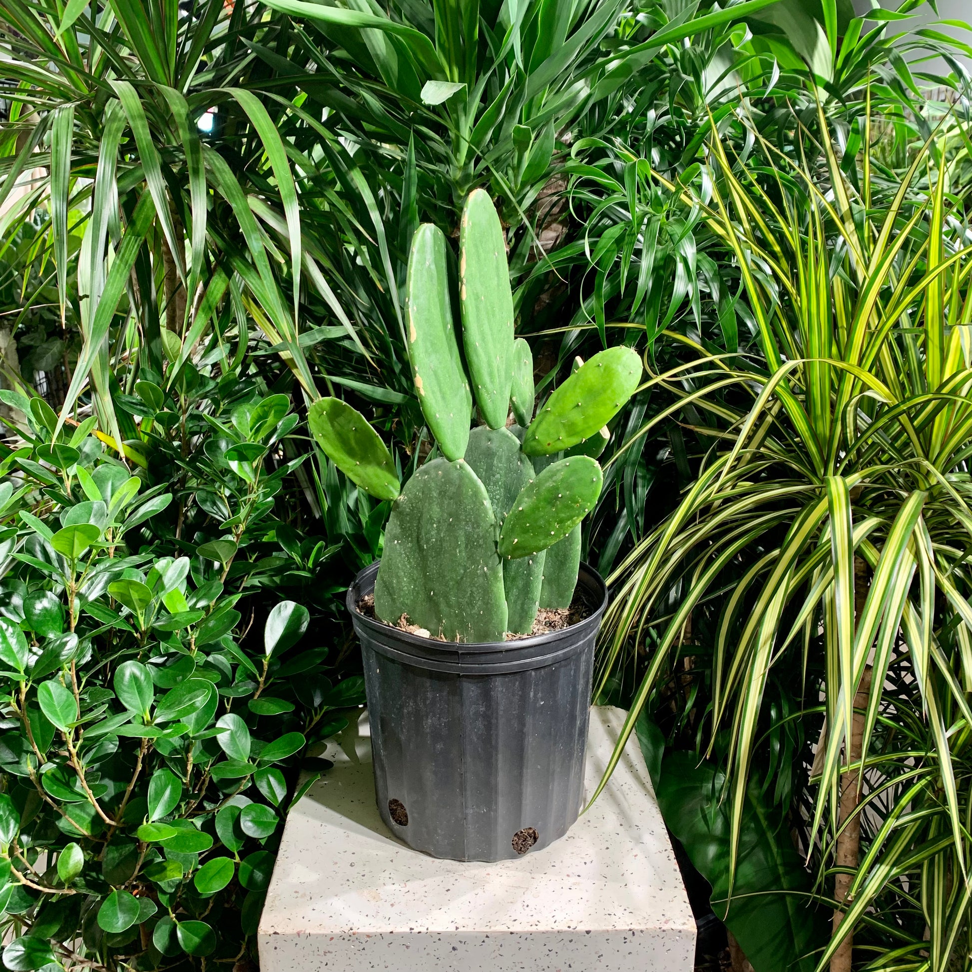 Prickly Pear (Opuntia subulata) in a 10 inch pot. Indoor plant for sale by Promise Supply for delivery and pickup in Toronto