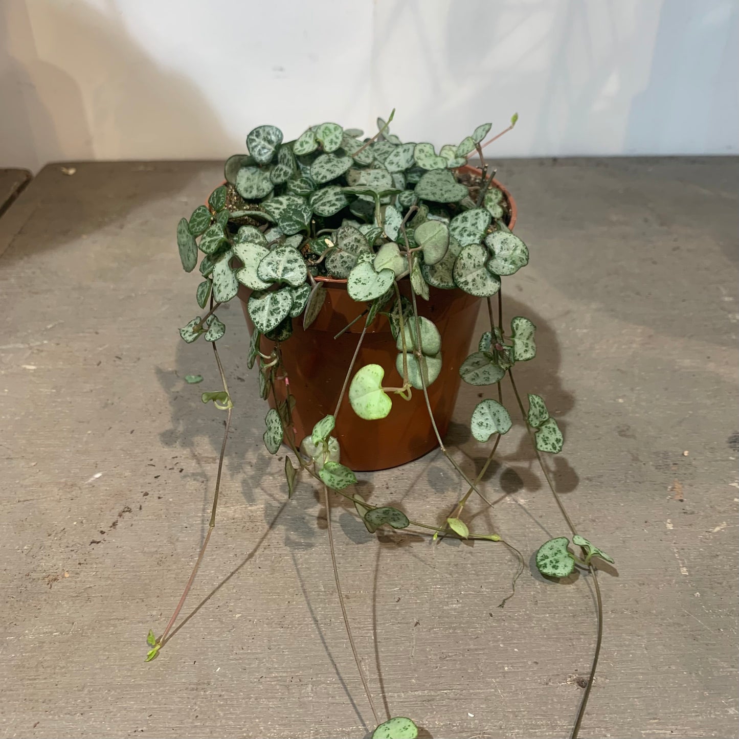 String of Hearts: Ceropegia woodii - 5 inch pot — indoor plant — indoor plant for sale by Promise Supply for delivery and pickup in Toronto.
