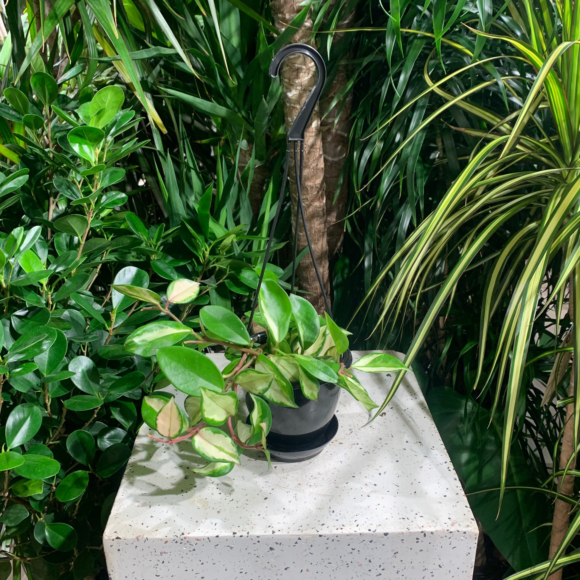 Crimson Princess Wax Plant: Hoya carnosa - 5 inch hanging basket — indoor plant — indoor plant for sale by Promise Supply for delivery and pickup in Toronto.